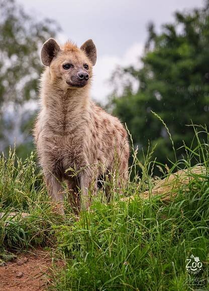 HYENA SKVRNITÁ (Crocuta crocuta) (zoonahradecku.cz)