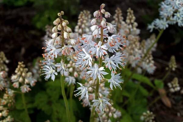 tiarella cordifolia nebo heartleaf pěnaflower v zamračený den. - saxifrage - stock snímky, obrázky a fotky