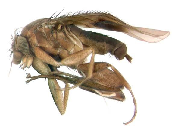 A fly in the genus Megaselia that Emily Hartop discovered. She named it Megaselia shadeae, after her niece Shade.