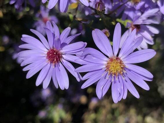 Aster cordifolius