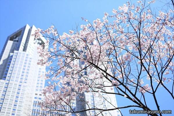 Sakura Report 2015 - Sakura Season Has Now Started in Shinjuku Central Park! - 10 Hometowns for Each - takuminasuno.com