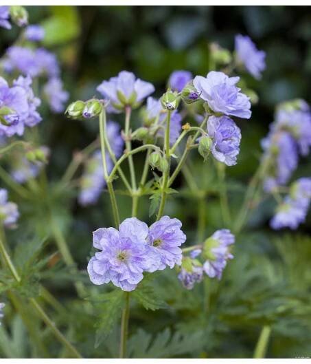 Geranium pratense CLOUD NINE - kakost - Lukon Glads s.r.o.