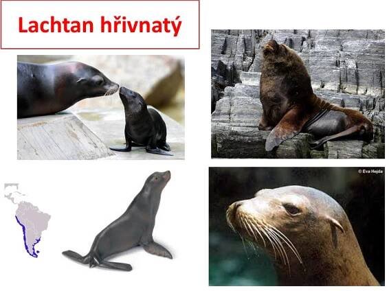 Ploutvonožci, kytovci … – Materiály pro žáky ZŠ