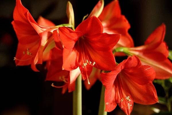 Květ Okvětní Lístky Brzy Red - Fotografie zdarma na Pixabay