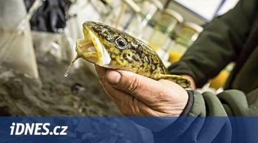 Ryby kvůli zimě „zpomalují“, ale mník začíná hýřit. A rozmnožovat se - iDNES.cz