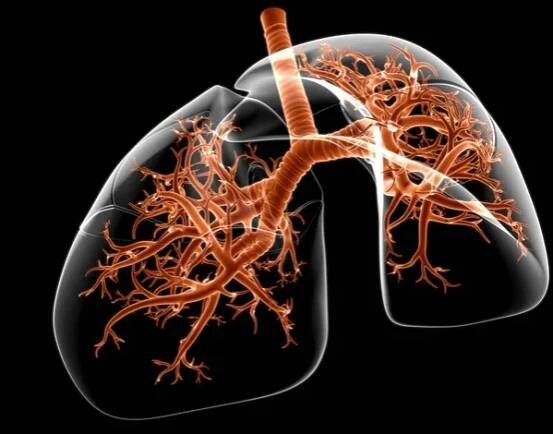 Anatomie lidského dýchacího ústrojí v plicích pro 3D ilustraci lékařské koncepce — Stock obrázek