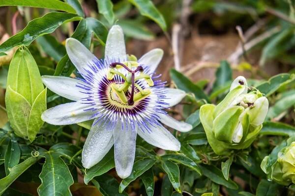 Mučenka jedlá (Passiflora edulis)
