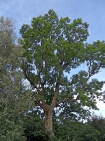 Památný strom: jasan ztepilý