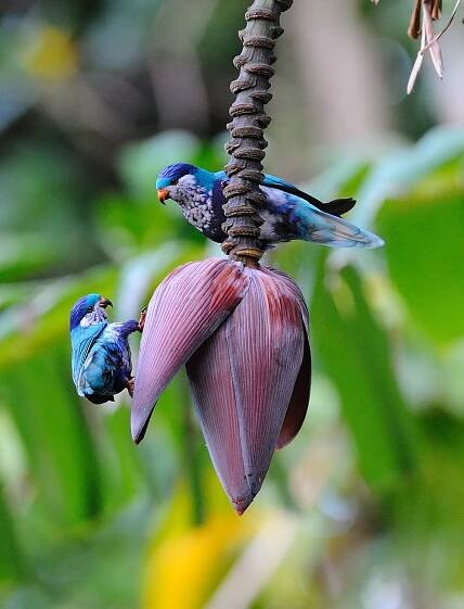 pacific islands on Tumblr