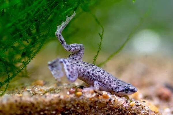 How to Care for Your Dwarf Clawed Frog