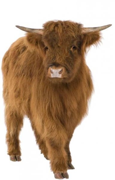 Animal Welfare