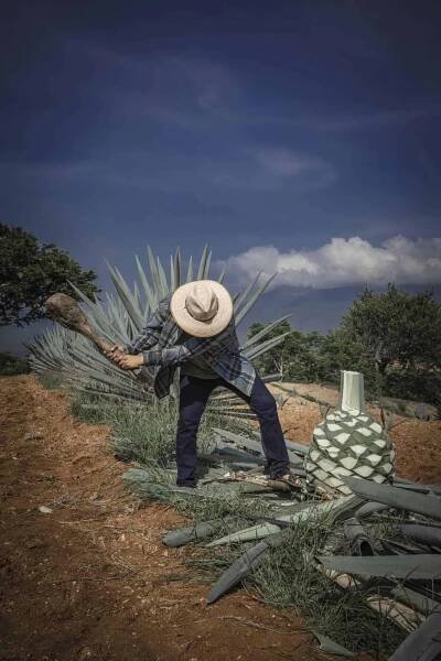 Luis Enrique Juárez Ramírez - Maguey Melate