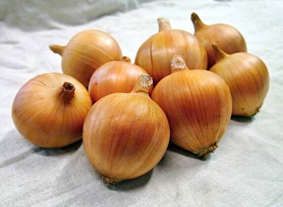 Odrůda cibule