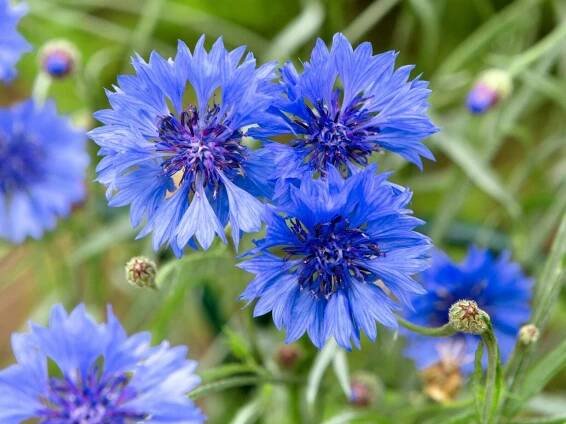 July's prettiest blooms: 10 summer flowers in season now