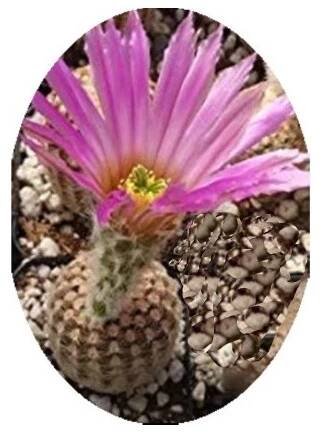 Echinocereus reichenbachii v. minor 10 semen