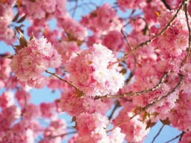 Třešňové květy k vidění v Evropě