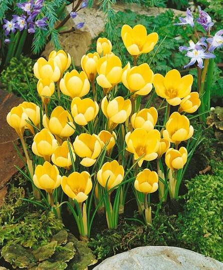Krokus \'Romance\' 10 ks