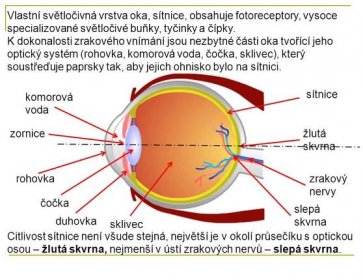 K dokonalosti zrakového vnímání jsou nezbytné části oka tvořící jeho optický systém (rohovka, komorová voda, čočka, sklivec), který soustřeďuje paprsky tak, aby jejich ohnisko bylo na sítnici. sítnice. komorová voda. zornice. žlutá skvrna. rohovka. zrakový nervy. čočka. slepá skvrna. duhovka. sklivec. Citlivost sítnice není všude stejná, největší je v okolí průsečíku s optickou osou – žlutá skvrna, nejmenší v ústí zrakových nervů – slepá skvrna.