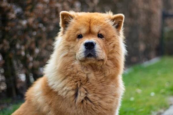 What is a teddy bear dog? All about these adorable pups