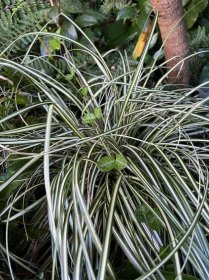 Carex oshimensis 'Evergold' - Xera Plants