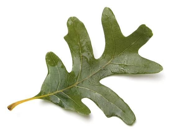 Oak Leaf