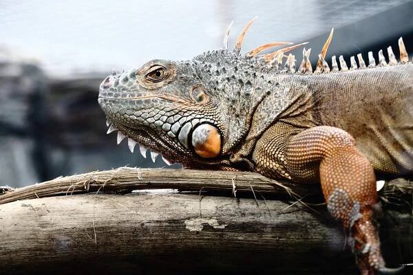 Ještěrka, Leguán, Příroda, Godzilla