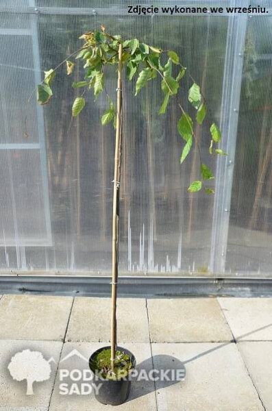 Habr obecný PENDULA – štěpený 120 cm