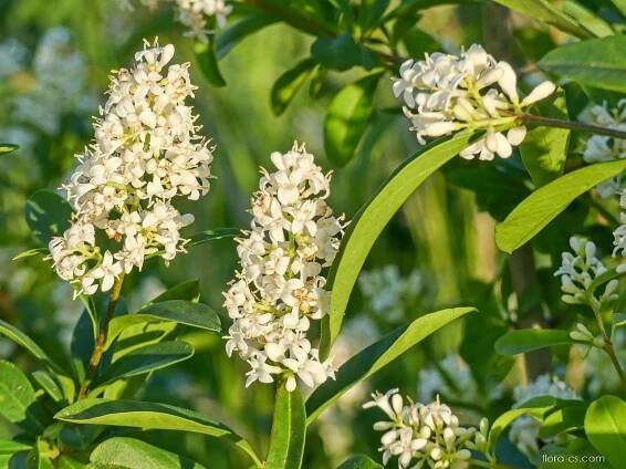 Ptačí zob obecný (Ligustrum vulgare)