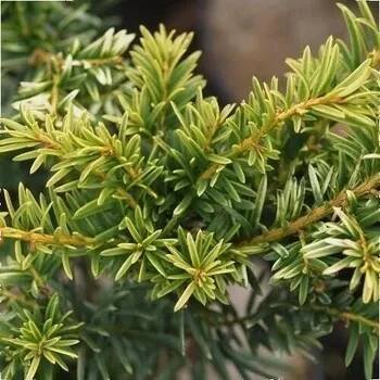Taxus baccata CC MIX 28 C2L