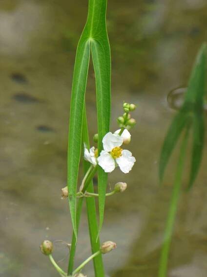 Sagittaria trifolia
