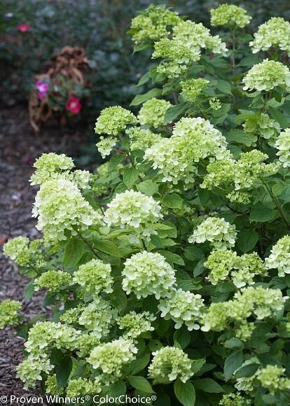 Little Lime® - Panicle Hydrangea - Hydrangea paniculata Images | Proven Winners