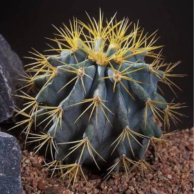 Semena kaktusu – Ferokaktus – Ferocactus chrysacanthus