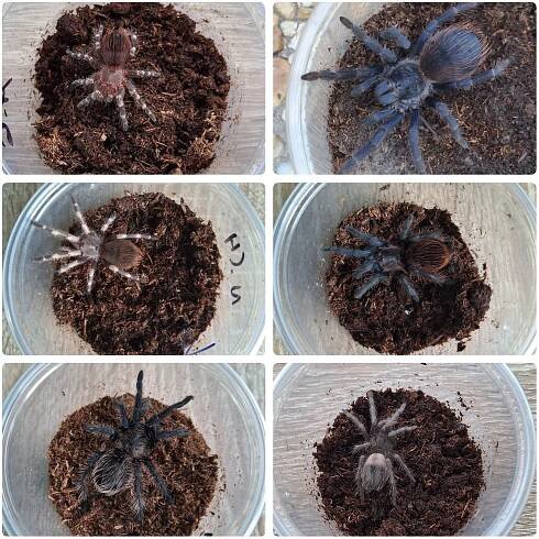 Sklípkani: Acanthoscurria, Brachypelmy, Nhandu, Lasiodora - zasílám