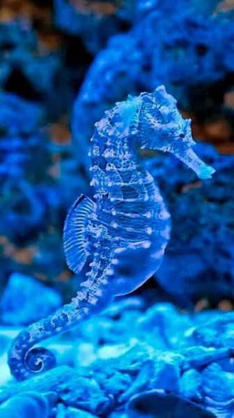 SeaHorse | Ocean creatures, Beautiful sea creatures, Sea creatures