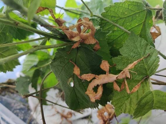 Extatosoma tiaratum (Strašilka australská)