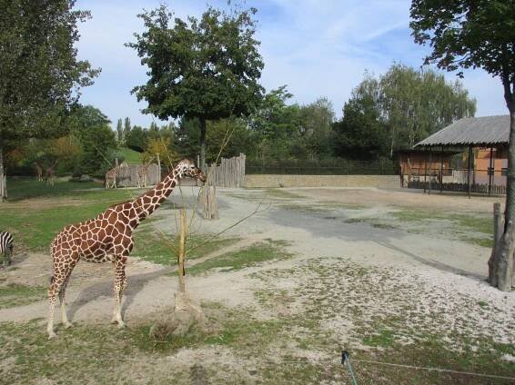 Projektový den - ZOO Dvůr Králové nad Labem - Oficiální stránky ZŠ a MŠ Lípa nad Orlicí