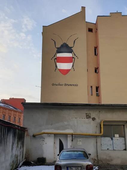 Brouk v barvách Brna!