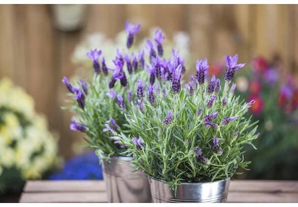 OBI Levandule (Lavandula stoechas) "Anouk" na kmínku, pr. cca 15 cm