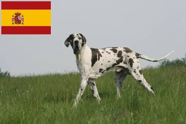 Štěňata německé dogy a chovatelé Španělsko