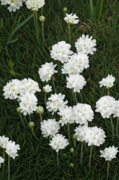 Armeria maritima Armada White / Trávnička přímořská, C1,5