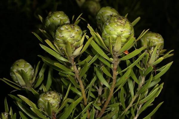 Leucadendron spissifolium subsp. oribinum