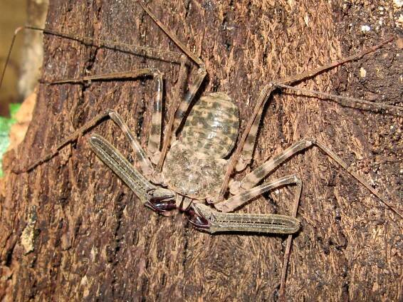 Phrynichus species – Amblypygi – whip spiders