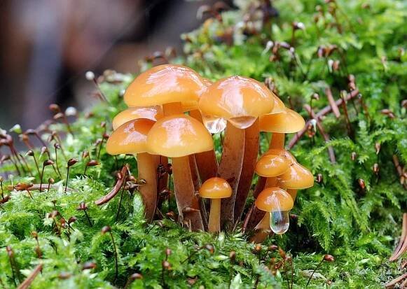 Lesklokorkovité Ganodermataceae | Houby České republiky