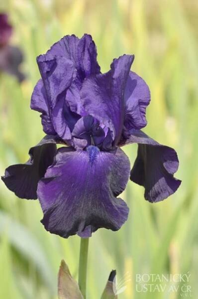 Iris barbata elatior Tuxedo (172) | HORTIFOTO | Autoři | iBotky.cz