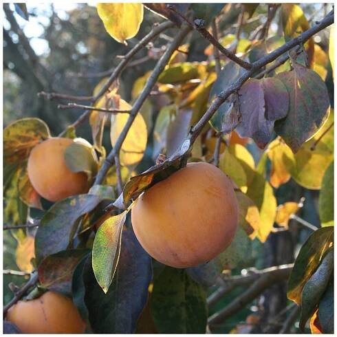 Tomel japonský - Kaki - Diospyros kaki - prodej semen - 4 ks