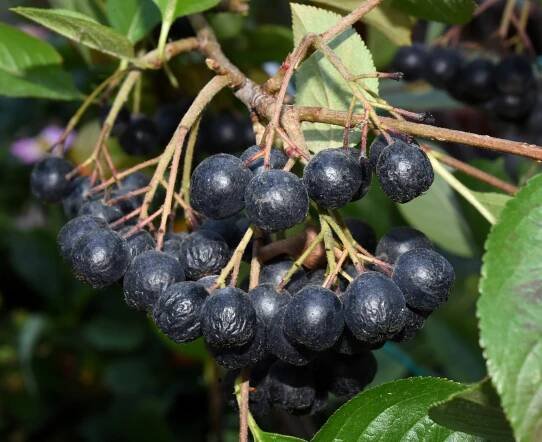 Temnoplodec černoplodý (Zdroj: Shutterstock)