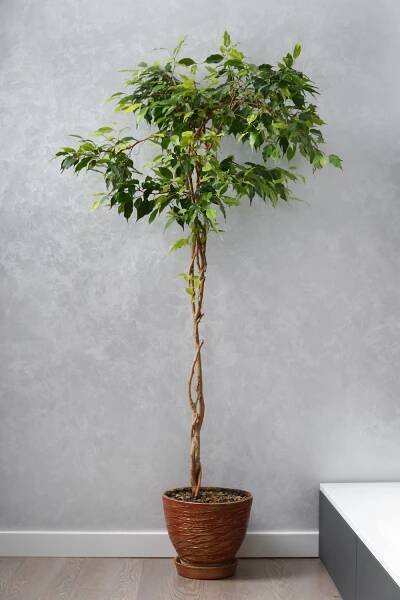 ficus benjamina s krásně propleteným kmenem v květináči proti šedé stěně. - fíkus benjamin - stock snímky, obrázky a fotky