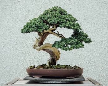Péče o bonsaje po výsadb�ě