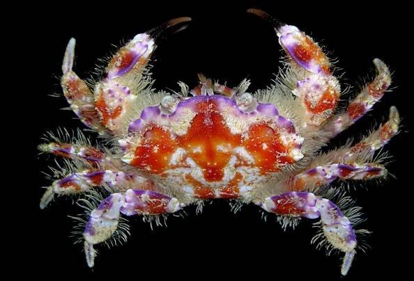 Crab Database · Krabi