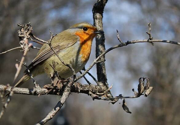 Download free HD stock image of Robin Bird